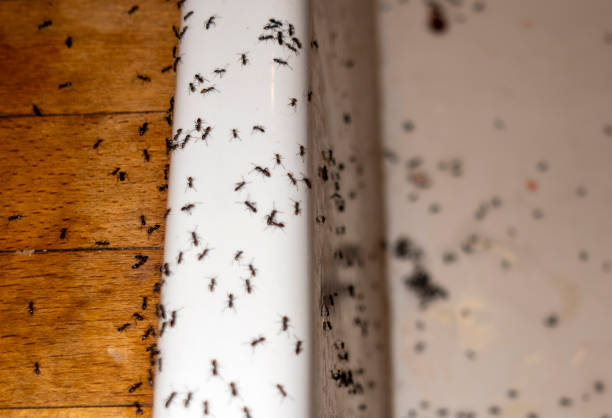 Best Pest Removal Services  in Kennedale, TX