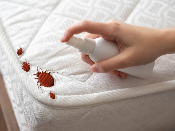 Best Local Pest Control Services  in Kennedale, TX